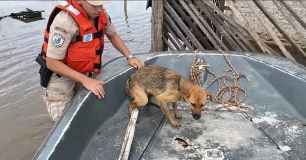 Prefectura rescató a una perrita de una inundación en Corrientes