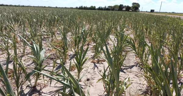 Sequía: Perotti prorrogó la emergencia agropecuaria en toda la provincia 