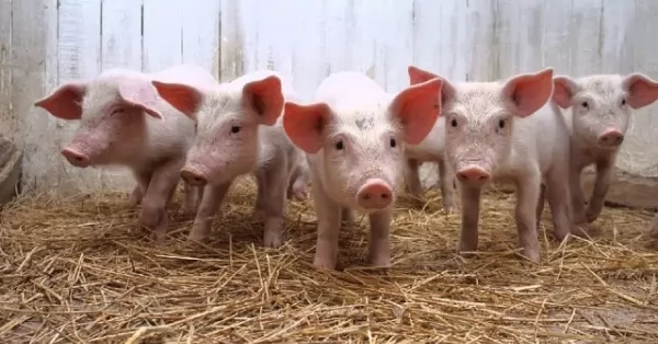 Recomendaciones para prevenir la triquinosis en el consumo de alimentos de origen porcino