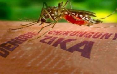 Verdades y dudas sobre el  Zika y el Dengue