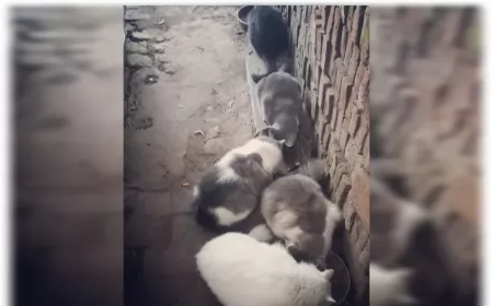 Un vecino de Fray Luis Beltrán pide ayuda para poder alimentar a sus gatitos 