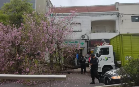 Un camión tumbó un árbol en plena avenida en San Lorenzo