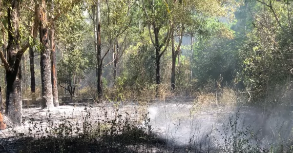 Se incendió parte del bosque de Celulosa