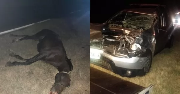 Fray Luis Beltrán: Un automovilista colisionó con un caballo en Autopista Rosario - Santa Fe