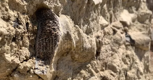 Hallaron restos fósiles de un Gliptodonte en la barranca de San Lorenzo