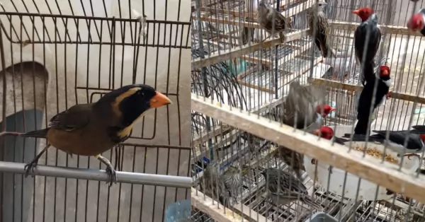 La Policía Ecológica secuestró más de 70 aves que tenían enjauladas en dos domicilios