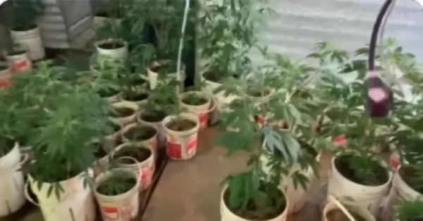 Hallaron un enorme indoor con 400 plantas de marihuana en Rosario