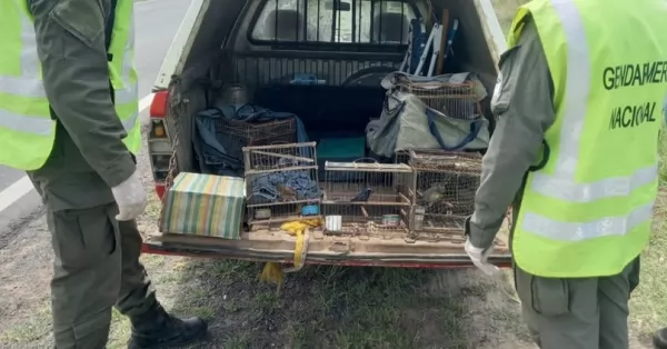 Rescataron siete aves transportadas en un vehículo en el norte de la provincia de Santa Fe