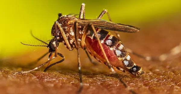 Continúa el descenso de los casos de dengue en la provincia de Santa Fe 