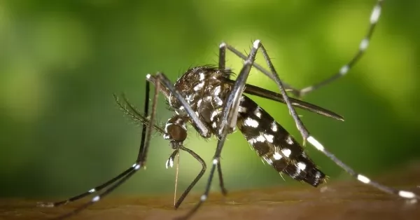 Confirmaron 428 nuevos casos de dengue en la provincia