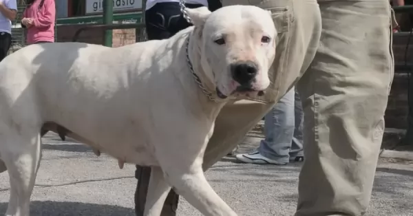 Una adolescente de 15 años murió tras ser atacada por dos perros dogo en Córdoba