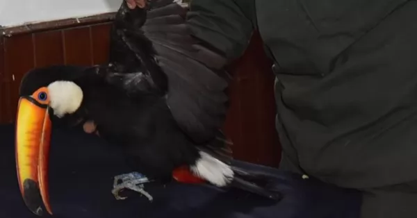 Asisten a un Tucan herido que se metió en una vivienda en Salta