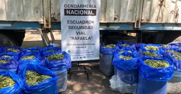 Gendarmes descubren 621 kilos de hojas de coca entre cargamento de porotos