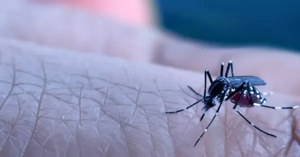 Casi 100 muertes y más de 64.000 casos por el brote de dengue en Guatemala