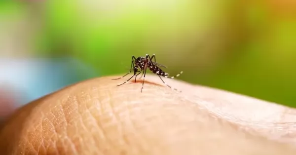 Continúa el descenso de casos de dengue en la provincia de Santa Fe