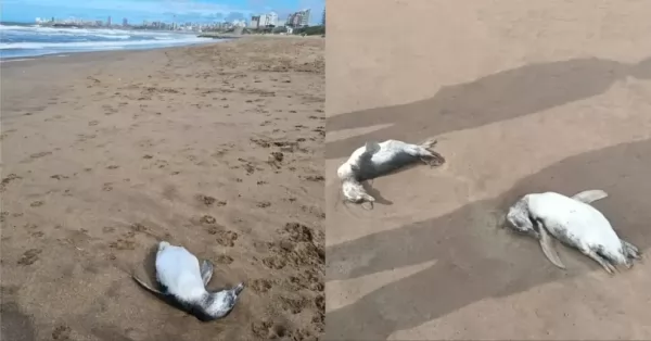 Aparecieron decenas de pingüinos muertos en la playa