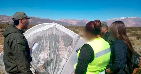 Hallaron un vivero con plantas de marihuana en una finca de Mendoza entre las montañas 