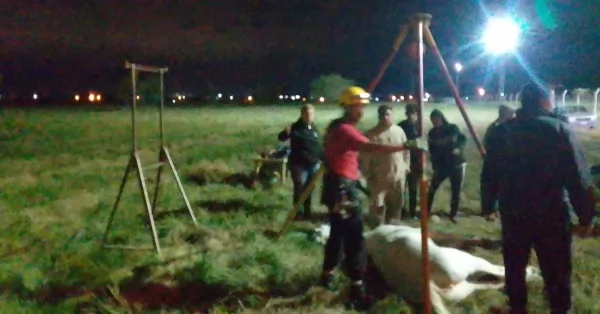 Bomberos rescataron a una yegua que estaba postrada en un descampado