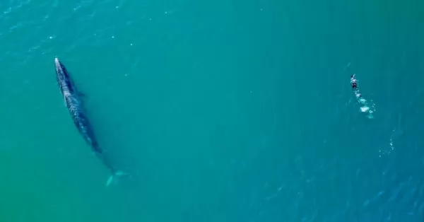 Inesperado regreso de la ballena sei a las aguas patagónicas