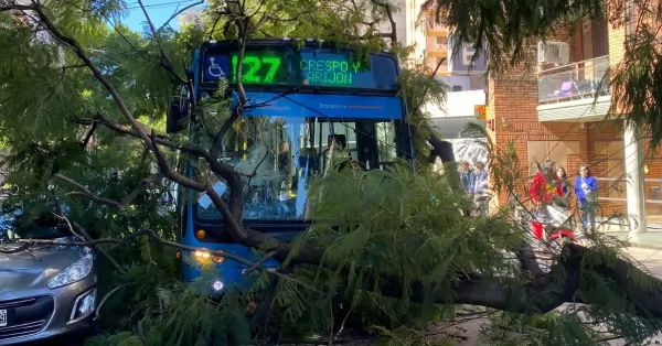 Un árbol cayó sobre un colectivo en Rosario y hay una pasajera herida