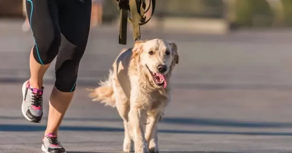 Realizarán la primera maratón canina en Puerto General San Martín