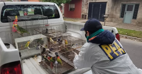 La Policía Federal secuestró 800 aves exóticas y desarticuló una banda delictiva dedicada al comercio ilegal 