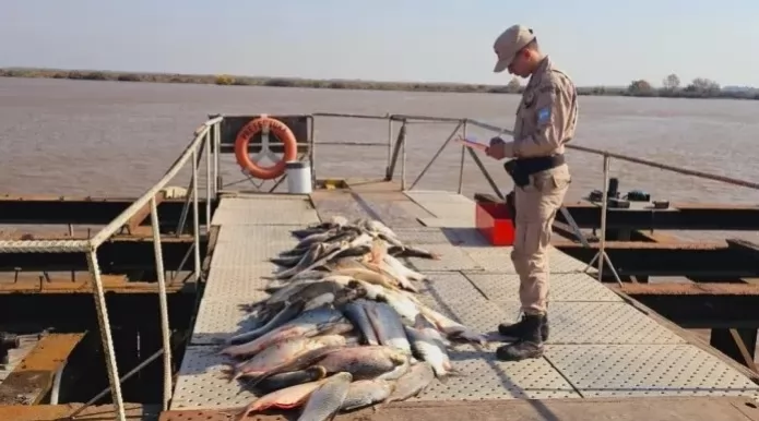 Pesca furtiva: Prefectura secuestró 83 ejemplares de sábalo en Entre Ríos
