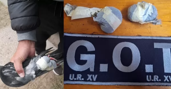 Hallaron una paloma que era utilizada para contrabando de droga cerca de la Cárcel de Coronda