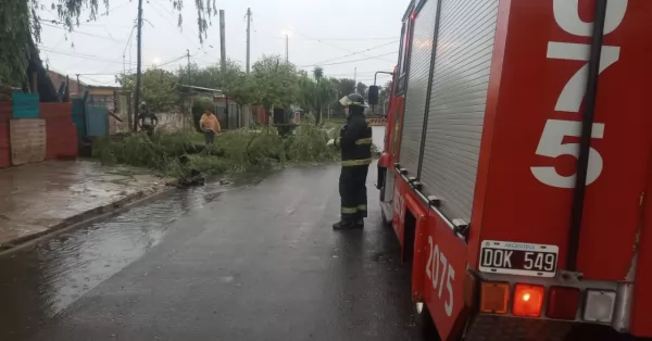 San Lorenzo: cayó un árbol en barrio Norte y cortó cables de la EPE