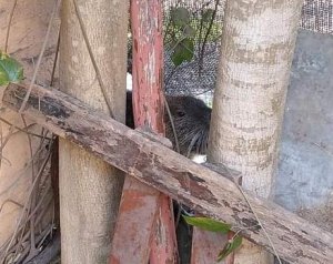 Rescataron una nutria que apareció en el patio de una vivienda de San Lorenzo