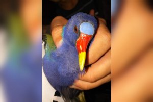 Hallaron en San Lorenzo un ave isleña que huyó de los incendios