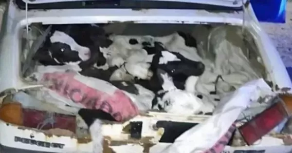 Insólito: Llevaban ocho terneros en un Peugeot 504 y terminaron detenidos