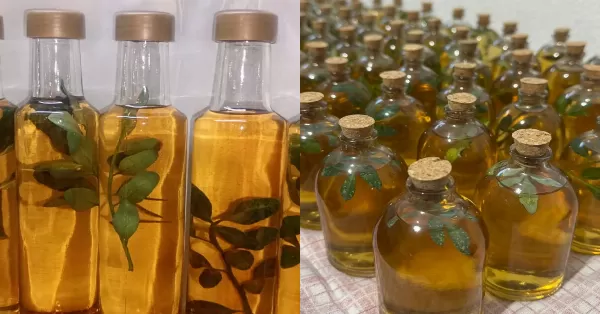 Cuánto sale y dónde conseguir caña con ruda en la región