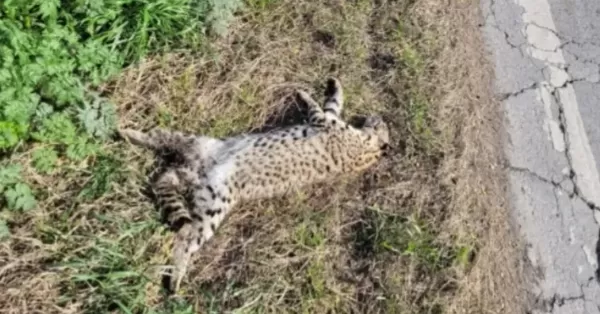 Ruta 91: hallaron un gato montés atropellado entre Totoras y Serodino