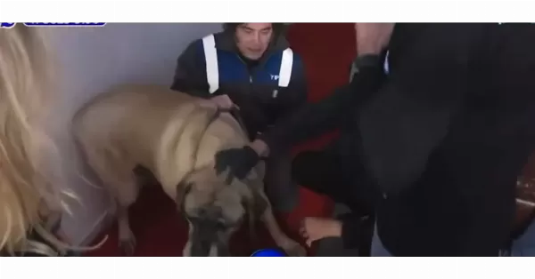 Milei apareció con Conan, uno de los perros que asegura que vive con él en Olivos