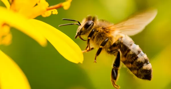 Murió el hombre atacado por un enjambre de abejas en Rosario