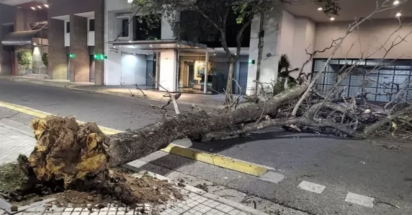 Mañana complicada por la caída de árboles en Rosario