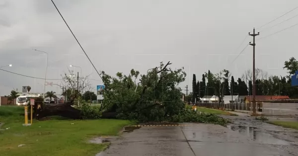 El temporal barrió árboles y tumbó postes de luz en la región