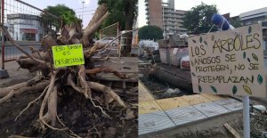 San Lorenzo: Juntan firmas para solicitar informes al municipio sobre la tala de árboles