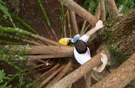Puerto San Martín: Trepada en un árbol intentaba cortar cables con un machete