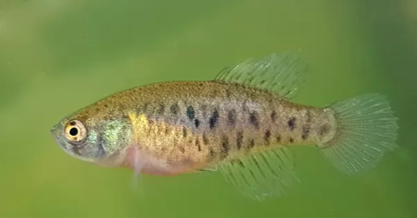 Descubrieron una nueva especie de pez que vive en charcos en el Parque Iguazú