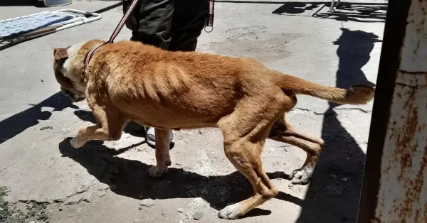 Sancionaron con medio millón de pesos a un vecino de Rosario por maltrato animal 