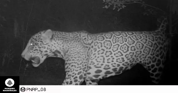 Formosa: detectaron un nuevo yaguareté en el Parque Nacional Río Pilcomayo
