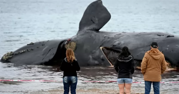Aparecieron tres nuevas ballenas muertas en la península Valdés
