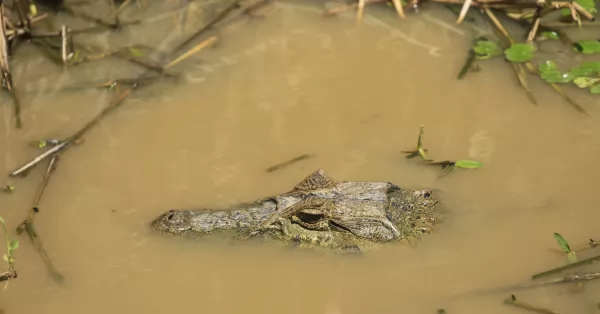 Corrientes: Rescatan animales autóctonos para llevarlos a zonas seguras