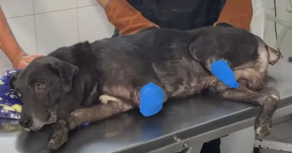 Aberrante caso de maltrato animal: le cortaron dos patas a un perro tras una discusión en Rosario