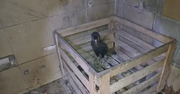 Rescataron un águila dentro de una casa que un hombre intentaba incendiar en Rosario