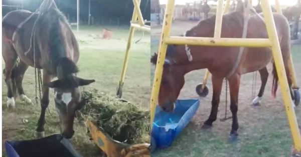 Se recupera el caballo que fue rescatado en Capitán Bermúdez