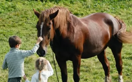 Un niño de 9 años se cayó de un caballo y debió ser hospitalizado