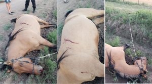 Ricardone: un sujeto mató a tiros a un caballo por dañar su auto